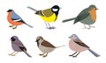 Set of Different types of small city birds vector illustration Royalty Free Stock Photo