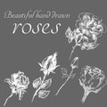 Set of isolated hand drawn roses. Cute flower illustration in freehand style. Rose vector set by hand drawing. Engraved flowers Royalty Free Stock Photo