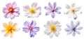 set of isolated illustrations of different flowers. Created with Generative AI