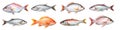 set of isolated illustrations of different fresh fish. Created with Generative AI