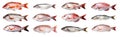 set of isolated illustrations of different fresh fish. Generative AI