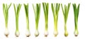 set of isolated illustrations of green onion. Created with Generative AI