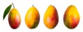 set of isolated illustrations of mango.Generative AI