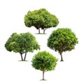 Set of Isolated mango trees on white background Royalty Free Stock Photo