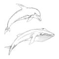 Set of isolated marine animals. Silhouette of whale and Dolphin on white background. Hand drawing in sketch style.