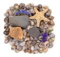Set of isolated objects sea shells, starfish, stones and blue flowers Royalty Free Stock Photo