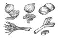 Set of isolated onion sketches. Vector shallot Royalty Free Stock Photo