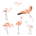 Set of isolated pink flamingos on white background