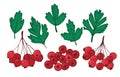 set isolated plant elements hawthorn. leaves and bunches of ripe berries of Crataegus or Haw