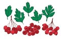 Set isolated plant elements hawthorn. leaves and bunches of ripe berries of Crataegus or Haw