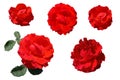 Set of isolated red roses on a white background. Royalty Free Stock Photo