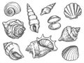 Set of isolated seashell sketches or conch, shell Royalty Free Stock Photo