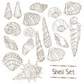 Set of isolated shell on white background. Vector illustration