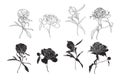 Set of isolated silhouette black white peony. Cute hand drawn flower vector illustration
