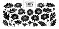 Set of isolated silhouette daisy in 24 styles.