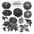 Set of isolated silhouette marigold in 6 styles. Cute hand drawn vector illustration in white outline and black plane. Royalty Free Stock Photo