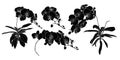 Set of isolated silhouette orchid branch set 3. Royalty Free Stock Photo