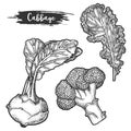 Set of isolated sketch of cauliflower root, fetus Royalty Free Stock Photo