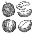 Set of isolated sketch of durian fruit. Vector