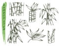 Set of isolated sketches of bamboo stalk Royalty Free Stock Photo