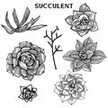 Set of isolated succulent. Vector. Vintge design Royalty Free Stock Photo