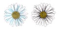 Set of isolated, textured, watercolor, outlined, summer, white chamomile flowers.