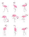Set of isolated tropical greater flamingo