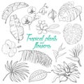 Set of isolated tropical plants and flowers