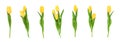 Set isolated tulips single and bouquets on white background with clipping path. Flowers objects for design, advertising, postcards