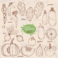 Set of isolated vegetables in a sketch style. Carrots, lettuce, zucchini, eggplant, pumpkin, beets, squash