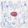 Set of isolated vegetables in a sketch style on paper. Carrots, lettuce, zucchini, eggplant, pumpkin, beets, squash