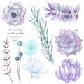 Set with the isolated watercolor floral elements: succulents, flowers, leaves and branches, hand drawn on a white background Royalty Free Stock Photo