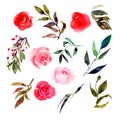 Set of isolated watercolor pink roses, leaves, plants.