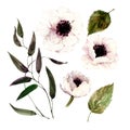 Set of isolated watercolor white poppies, leaves, branch.