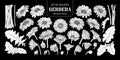 Set of isolated white silhouette gerbera in 26 styles.