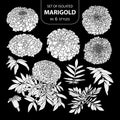 Set of isolated white silhouette marigold in 6 styles .Cute hand drawn flower vector illustration in white plane and no outline. Royalty Free Stock Photo