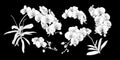 Set of isolated white silhouette orchid branch set 2.