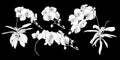Set of isolated white silhouette orchid branch set 3. Royalty Free Stock Photo