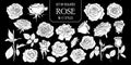 Set of isolated white silhouette rose in 17 styles .Cute hand drawn flower vector illustration in white plane and no outline.