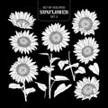 Set of isolated white silhouette sunflower set 2. Royalty Free Stock Photo