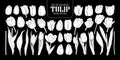 Set of isolated white silhouette Tulip in 30 styles. Cute hand d