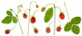 Set of isolated wild strawberries with red berry, green leaf and Bush with stem on white background Royalty Free Stock Photo