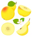 Set of isolated yellow pear in cartoon style with flowering. Vector illustration on white background. Royalty Free Stock Photo