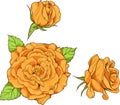 Set of 3 isolated yellow roses