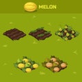 SET 6. Isometric Stage of growth Melon