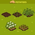 SET 11. Isometric Stage of growth Potatoes Royalty Free Stock Photo