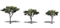 Set of Italian Stone Pine trees with shadow on the floor