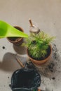 A set of items for replanting houseplant Chamaedorea elegans into a spacious pot. Care of home plants Royalty Free Stock Photo