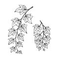 Set of ivy branch. Hand drawn illustration converted to vector