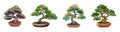 Set of Japanese bonsai trees grown in containers. Beautiful realistic tree Royalty Free Stock Photo